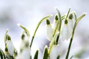 Snowdrop flowers in winter with frost covered petals