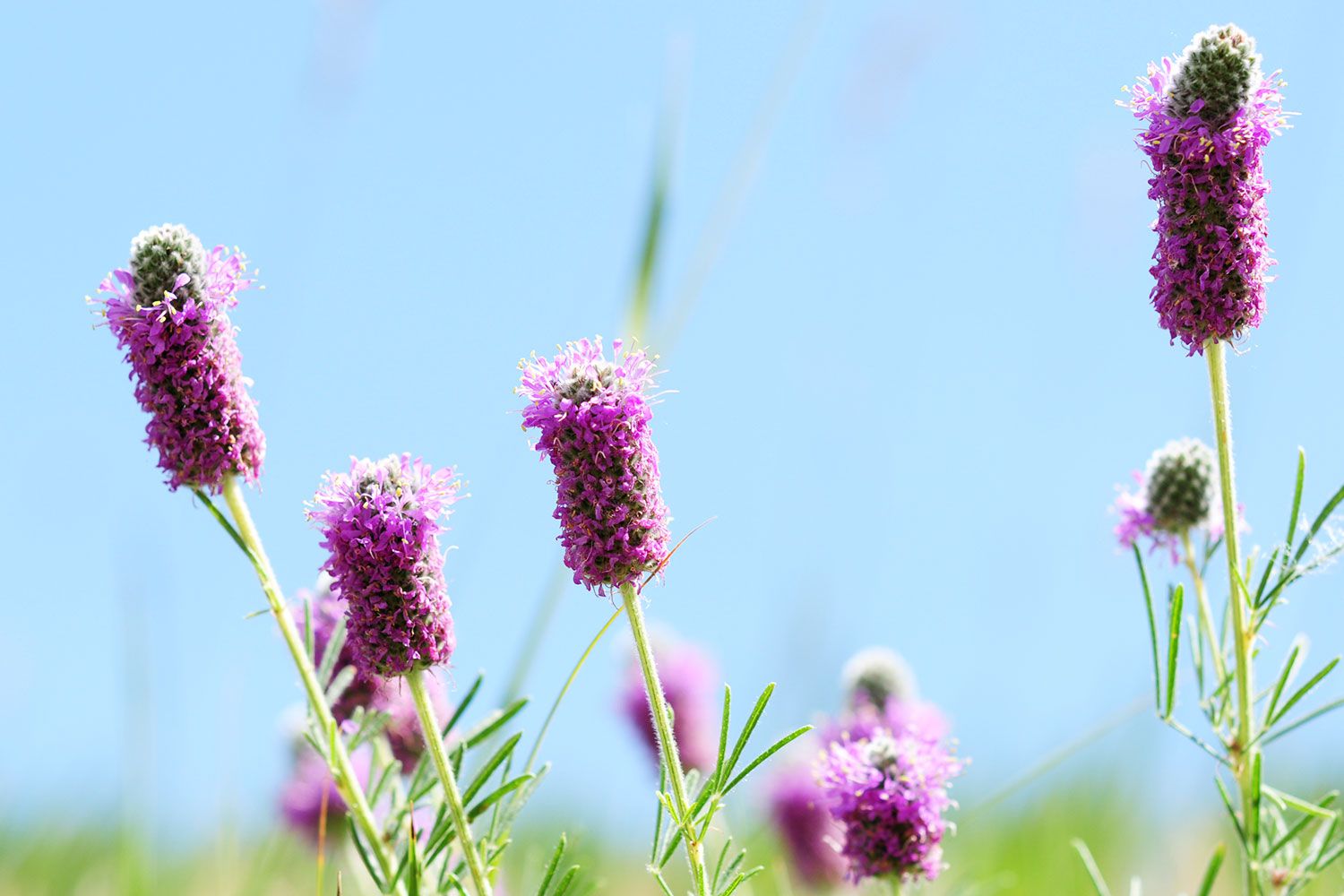 Purple Prairie Clover