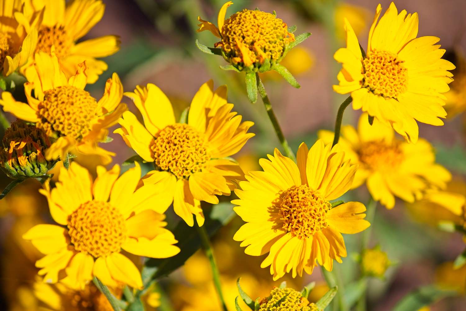 A closeup of several blooming daisies in sunlight focusing on their details against a blurred background