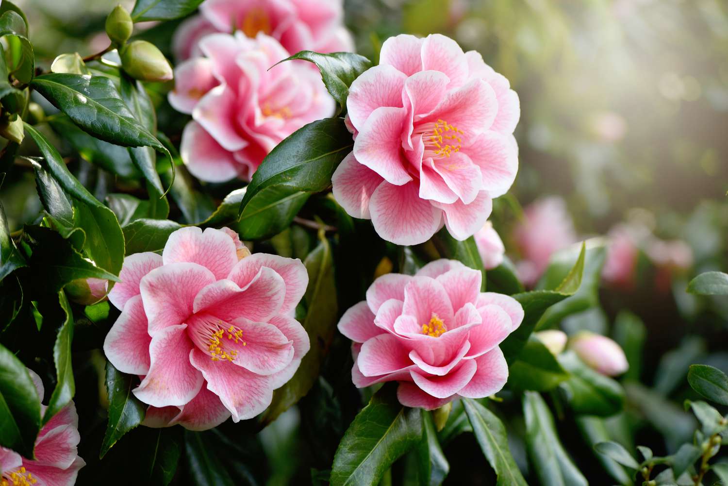 Pink camellia bush