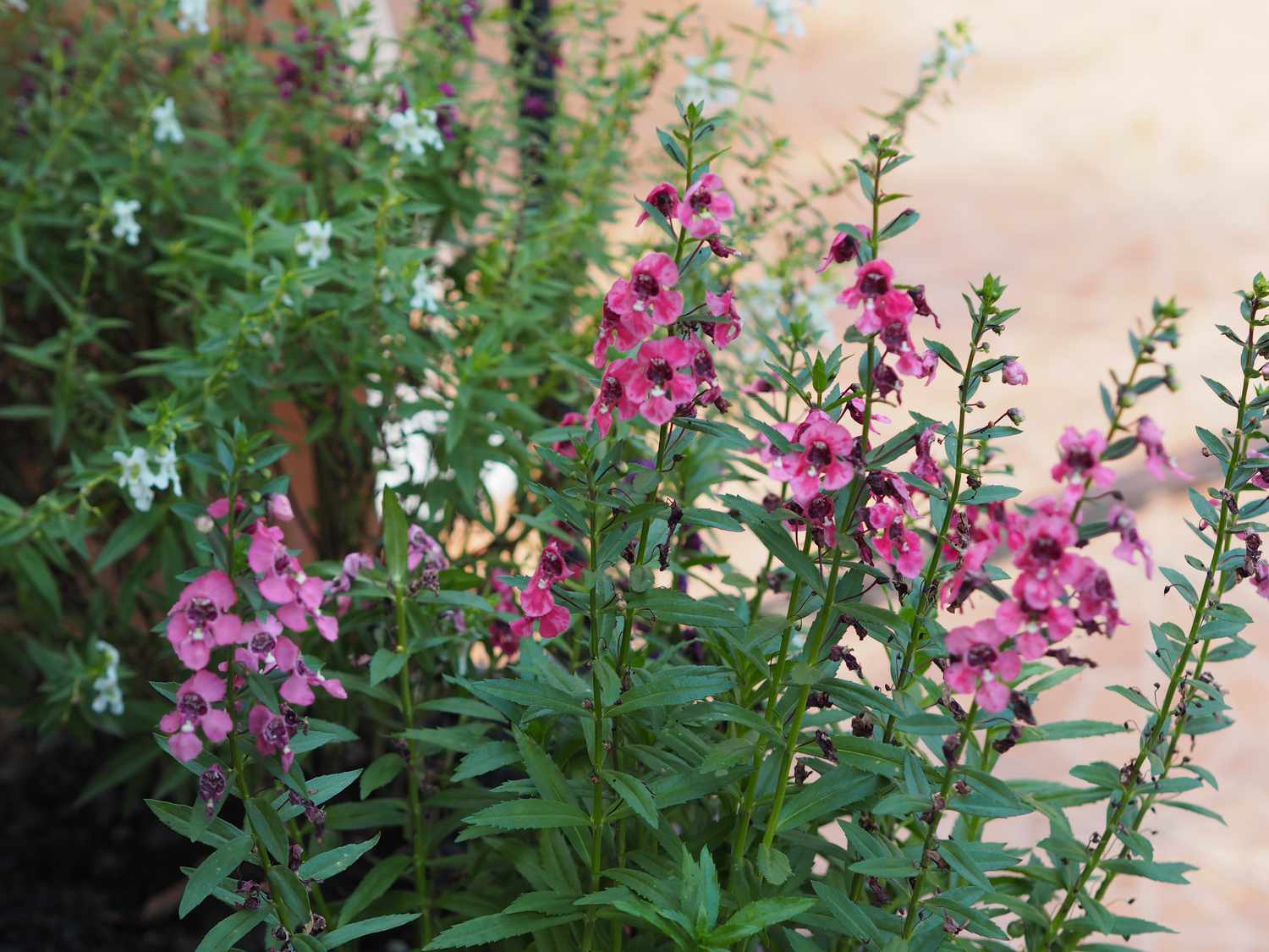 white and Digitalis solicariifolia name purple flower pink flower on blurred of nature background