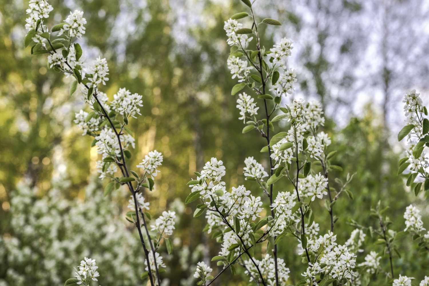 Serviceberry tree
