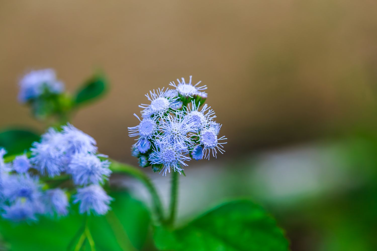 blue mistflower