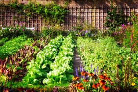 large vegetable garden backyard