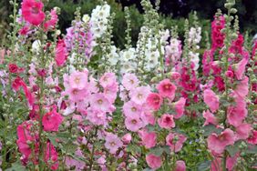 tall spiky pink and white flowers in a garden