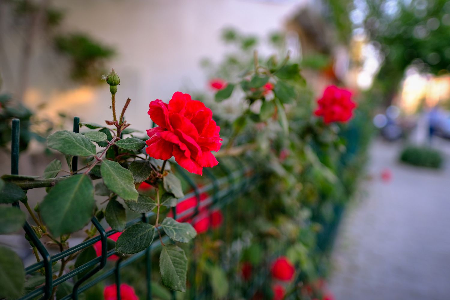 Don Juan roses climbing across a fence.