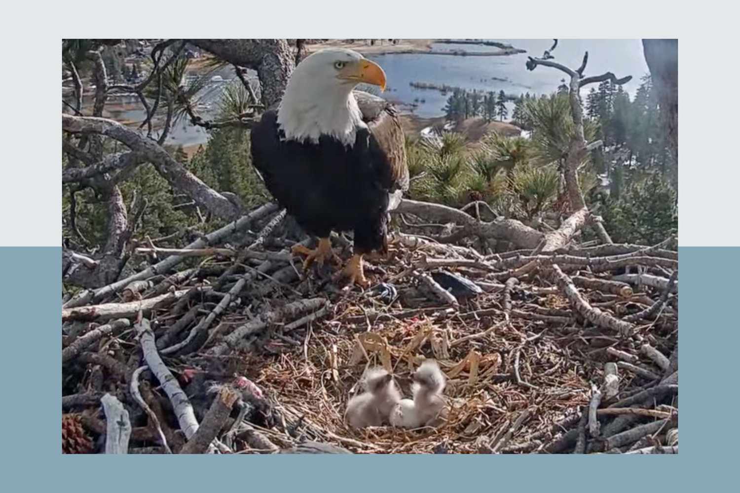 Bald eagle and babies