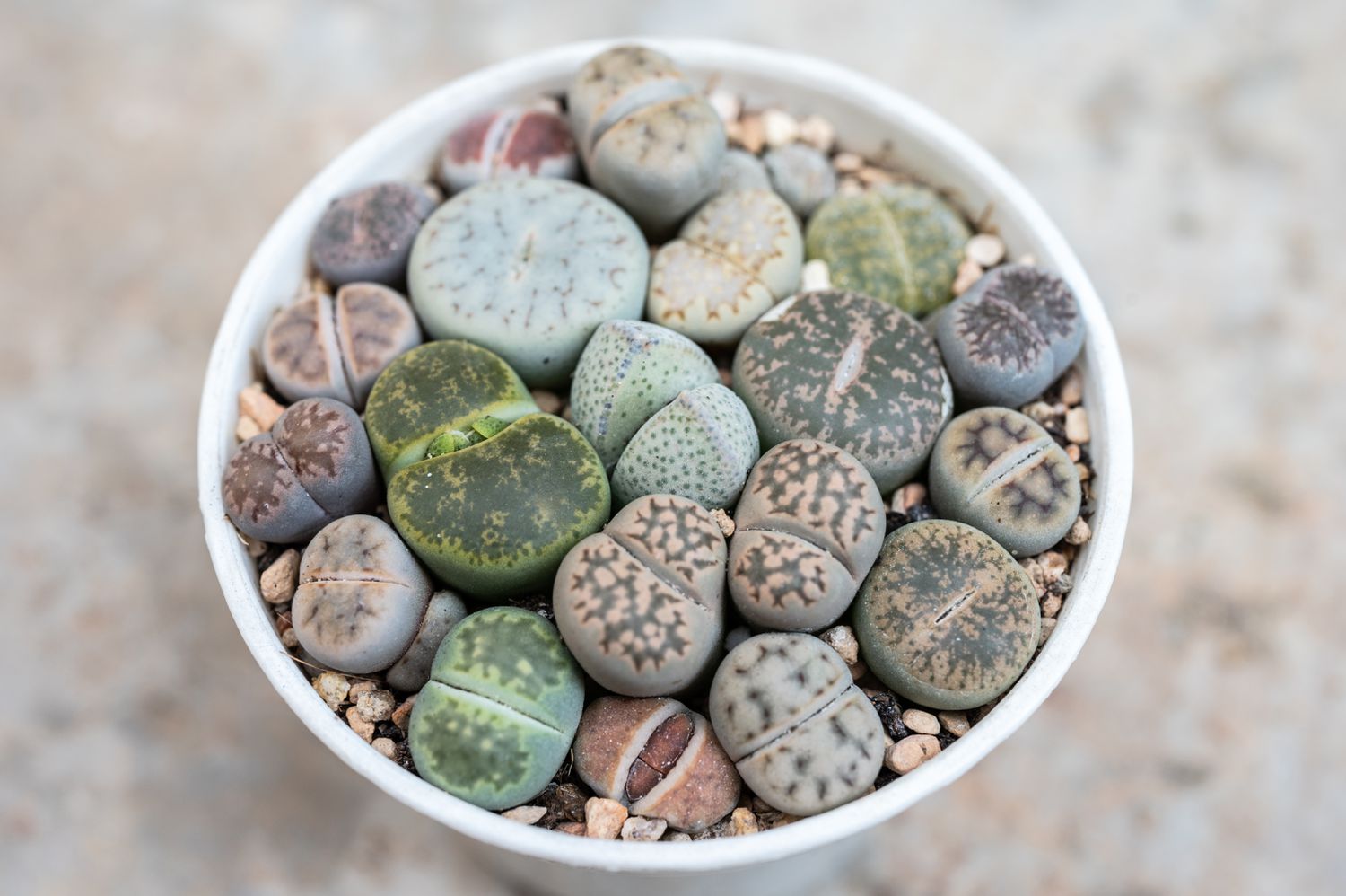 Group of Lithops planting in plastic pot.