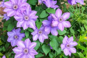 Clematis