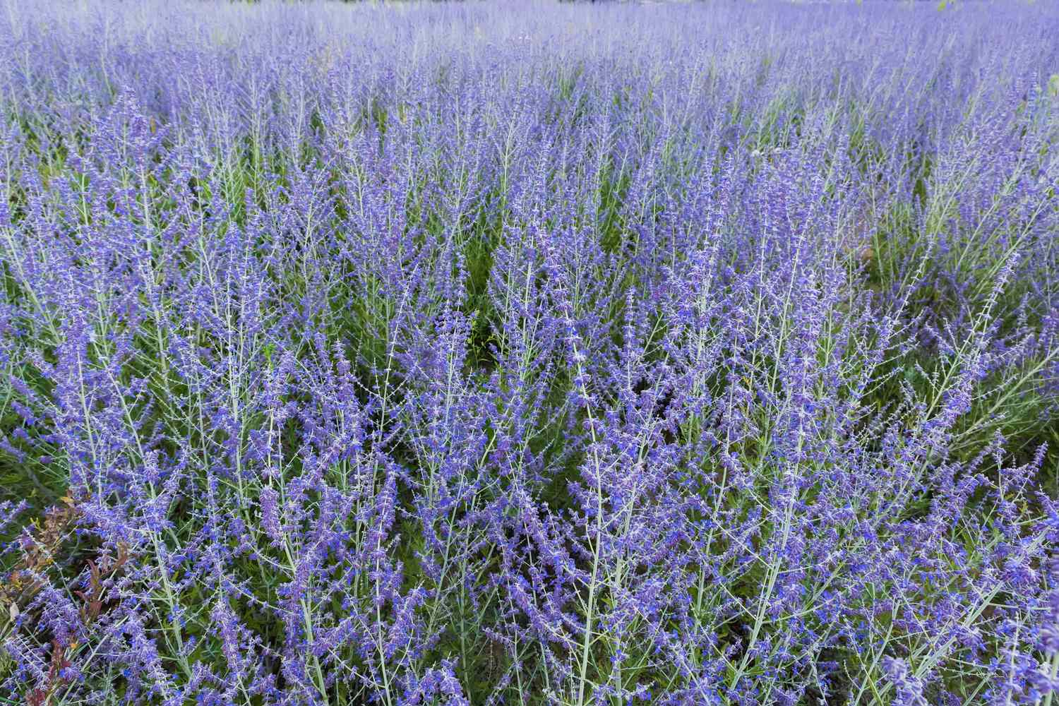 A field densely populated with lavender plants in full bloom
