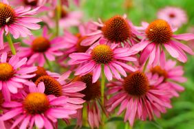 Coneflowers