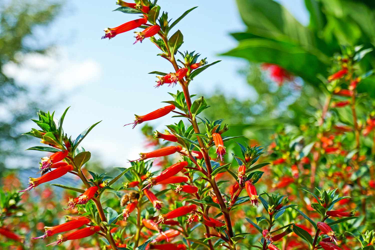 Cuphea "David Verity"