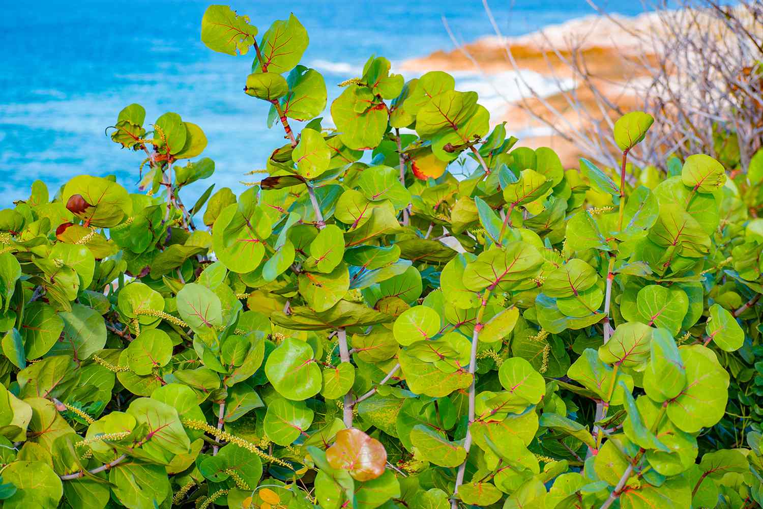 Sea grape tree