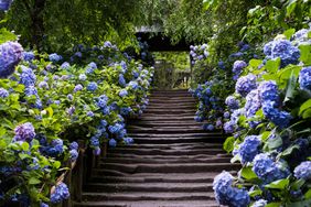 hydrangea bushes lining a path