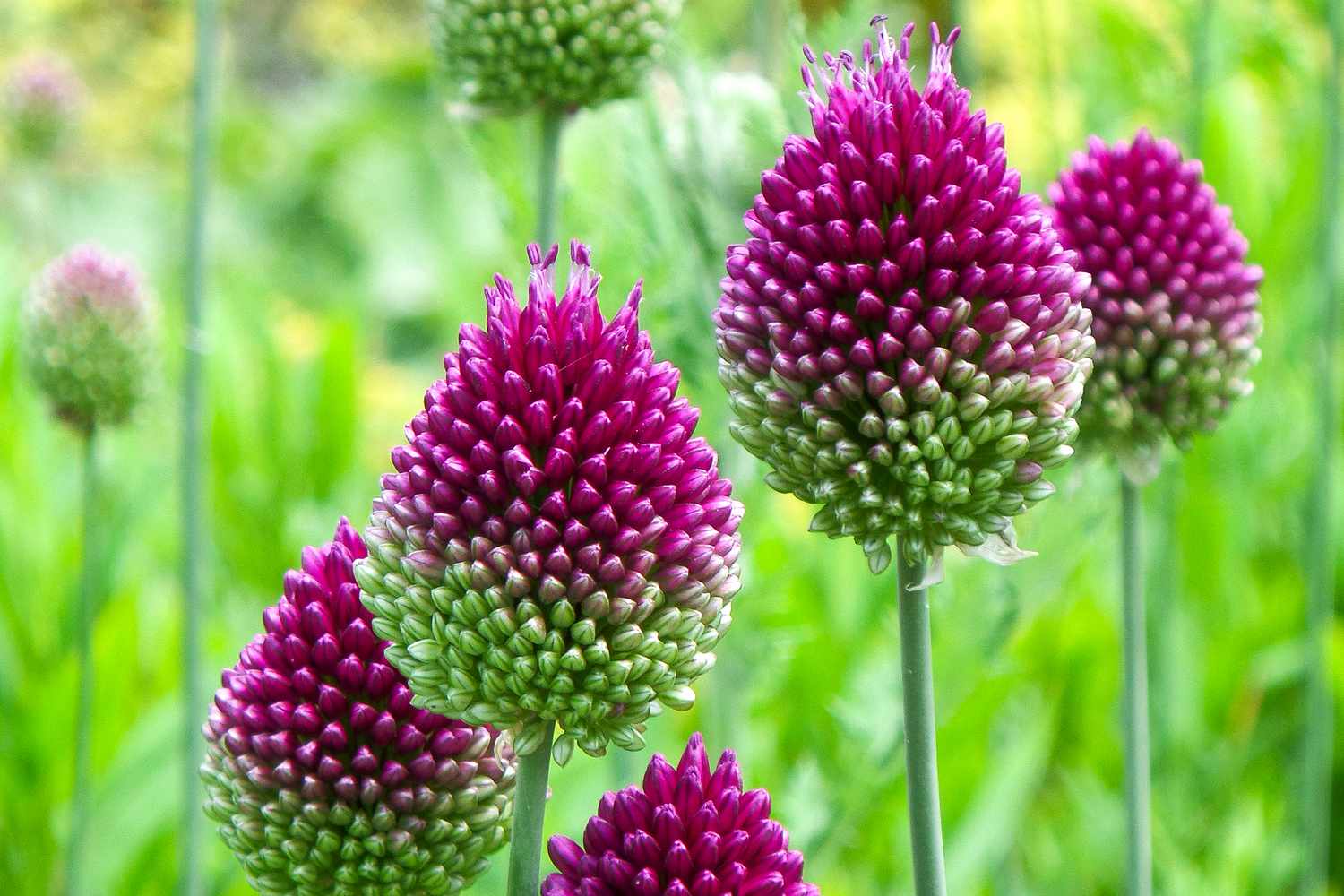 Drumstick Allium flowers