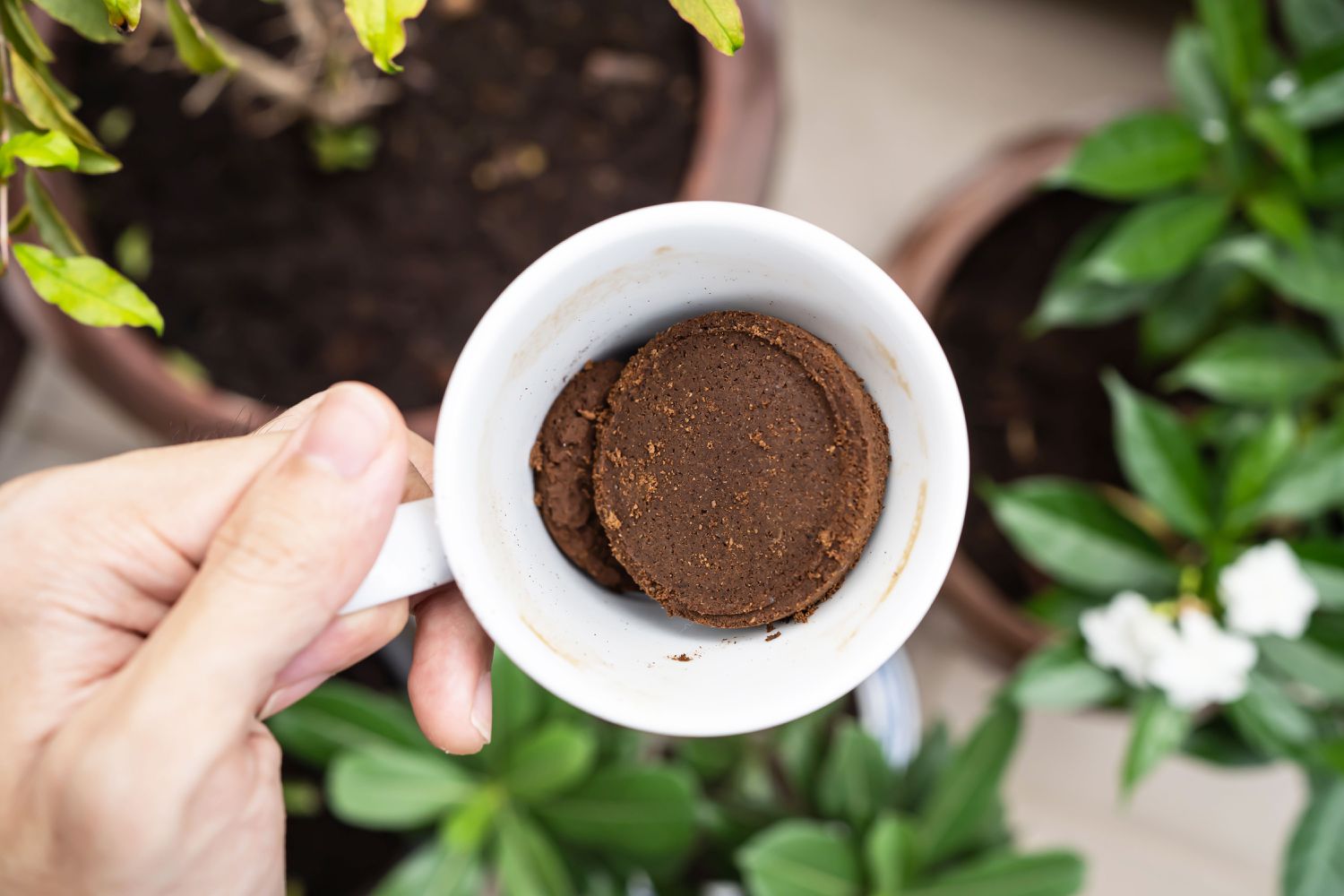 Coffee being used in plants