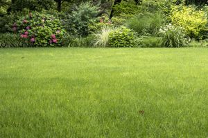 Green lawn with a background of shrubs and flowers in a garden
