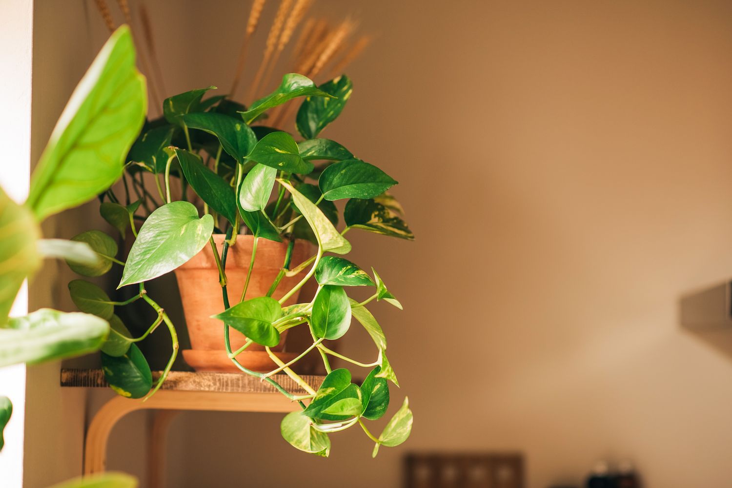 Philodendron