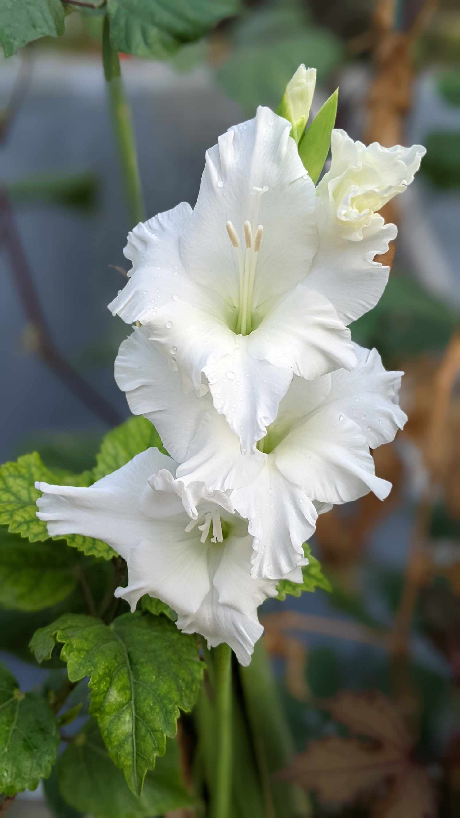 Gladiolus