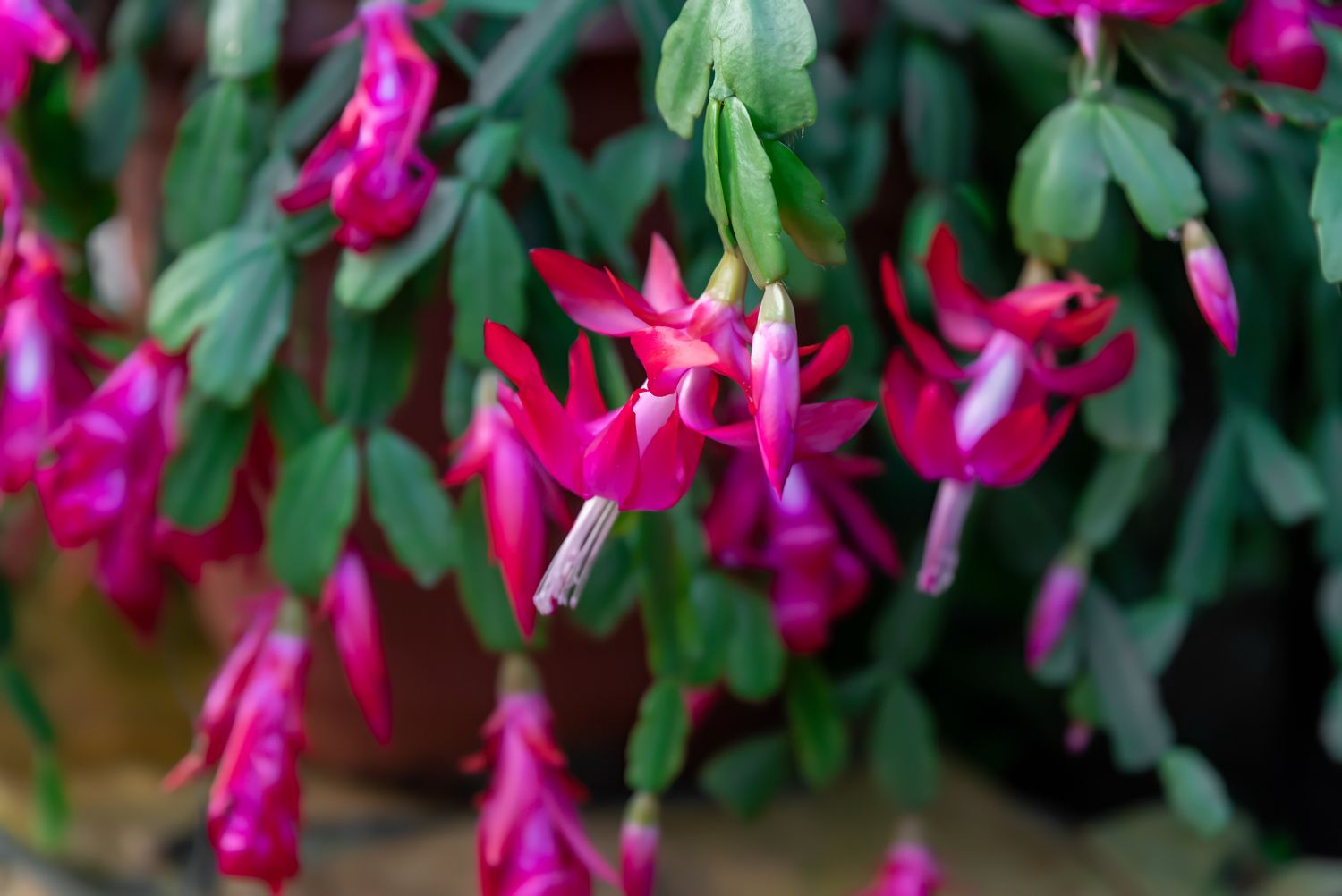 Hanging fuchsia flowers with green leaves in a closeup view