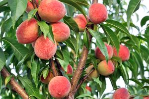 closeup of growing peaches on a tree in the orchard