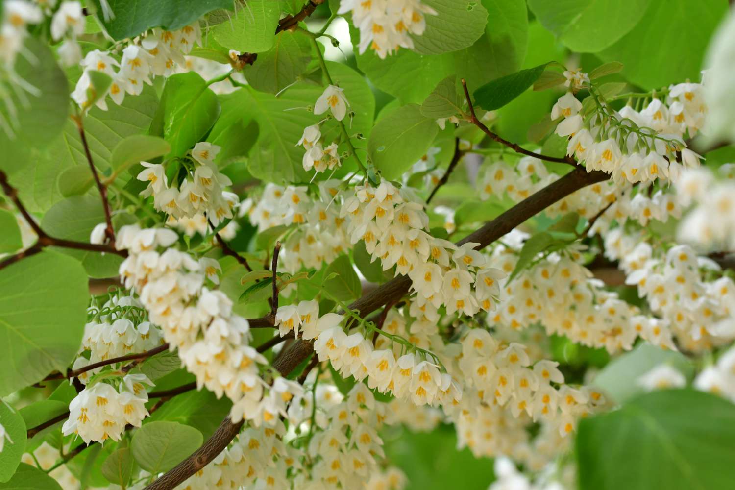 Fragrant Snowbell