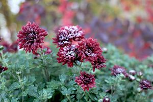 Cluster of red flowers with greenery outdoor garden setting