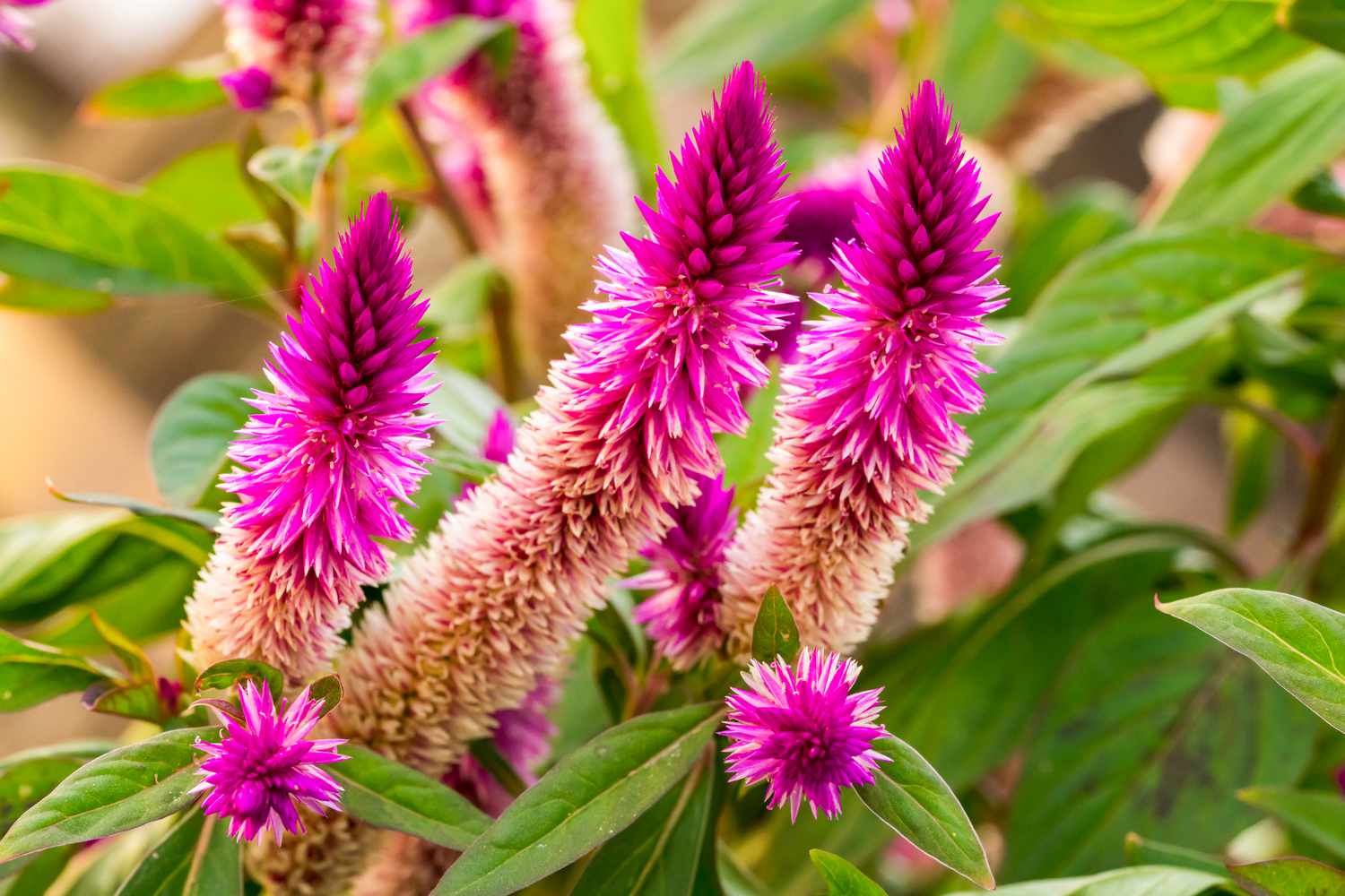 Flamingo feather celosia