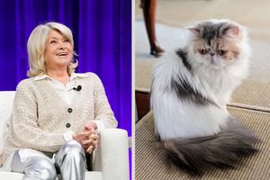 decorvow on left and a cat on right split image composition