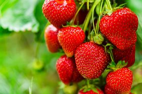 Cluster of ripe strawberries on a plant