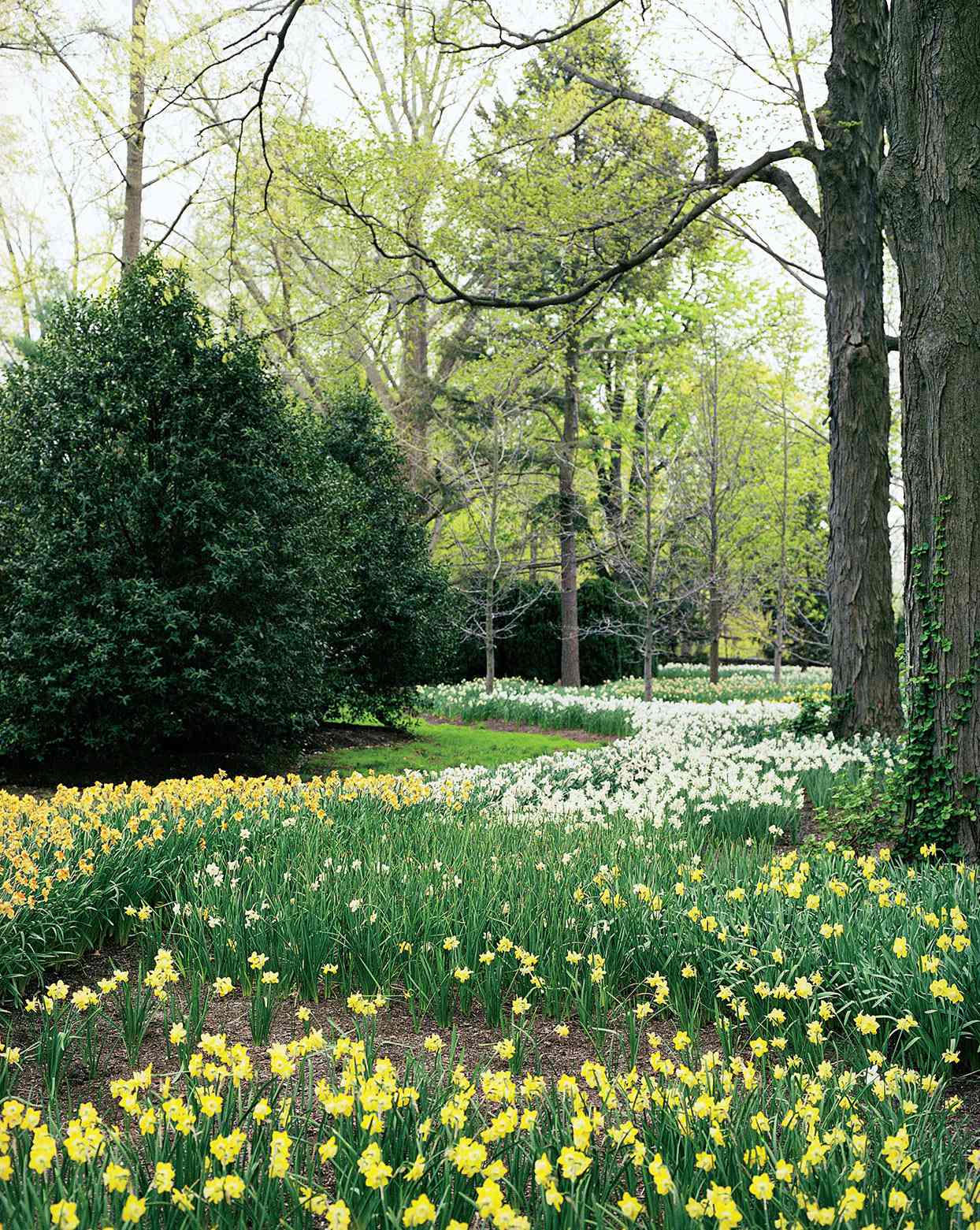 field of yellow flowers at bedford