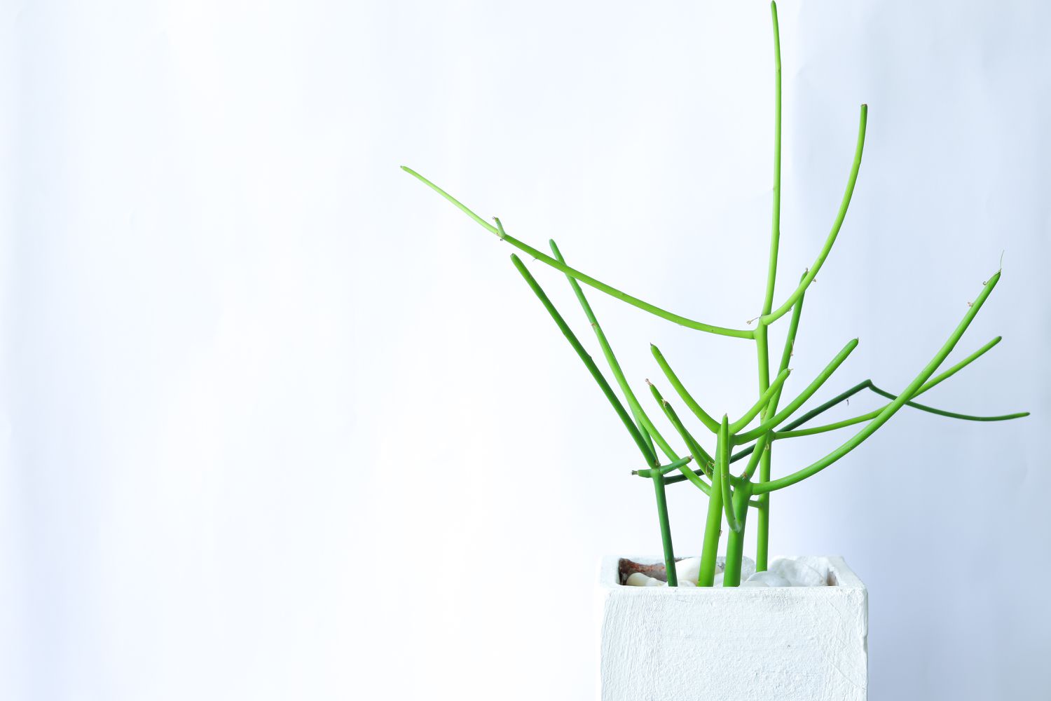 Euphorbia tirucalli or pencil cactus plant in a white pot, on a white background