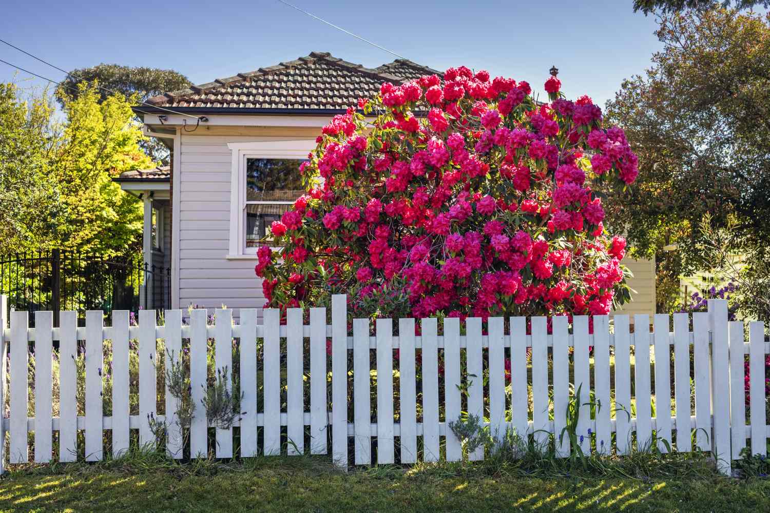 A suburban house with a picket fence and a large blooming shrub in front