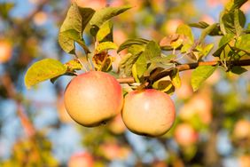 Yellow apple tree leaves