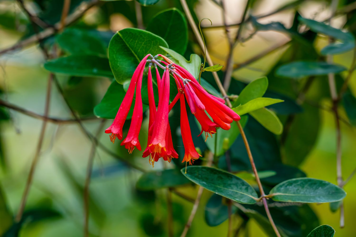coral honeysuckle