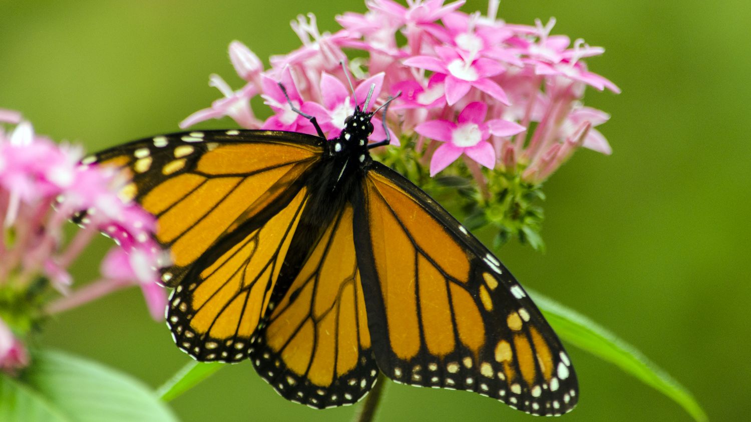 A monarch butterfly perched on pink flowers wings spread and details visible