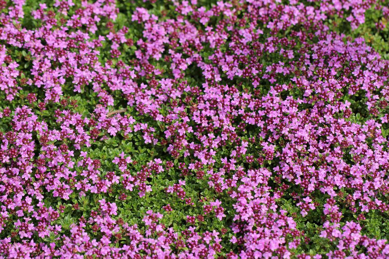 creeping thyme with purple blooms