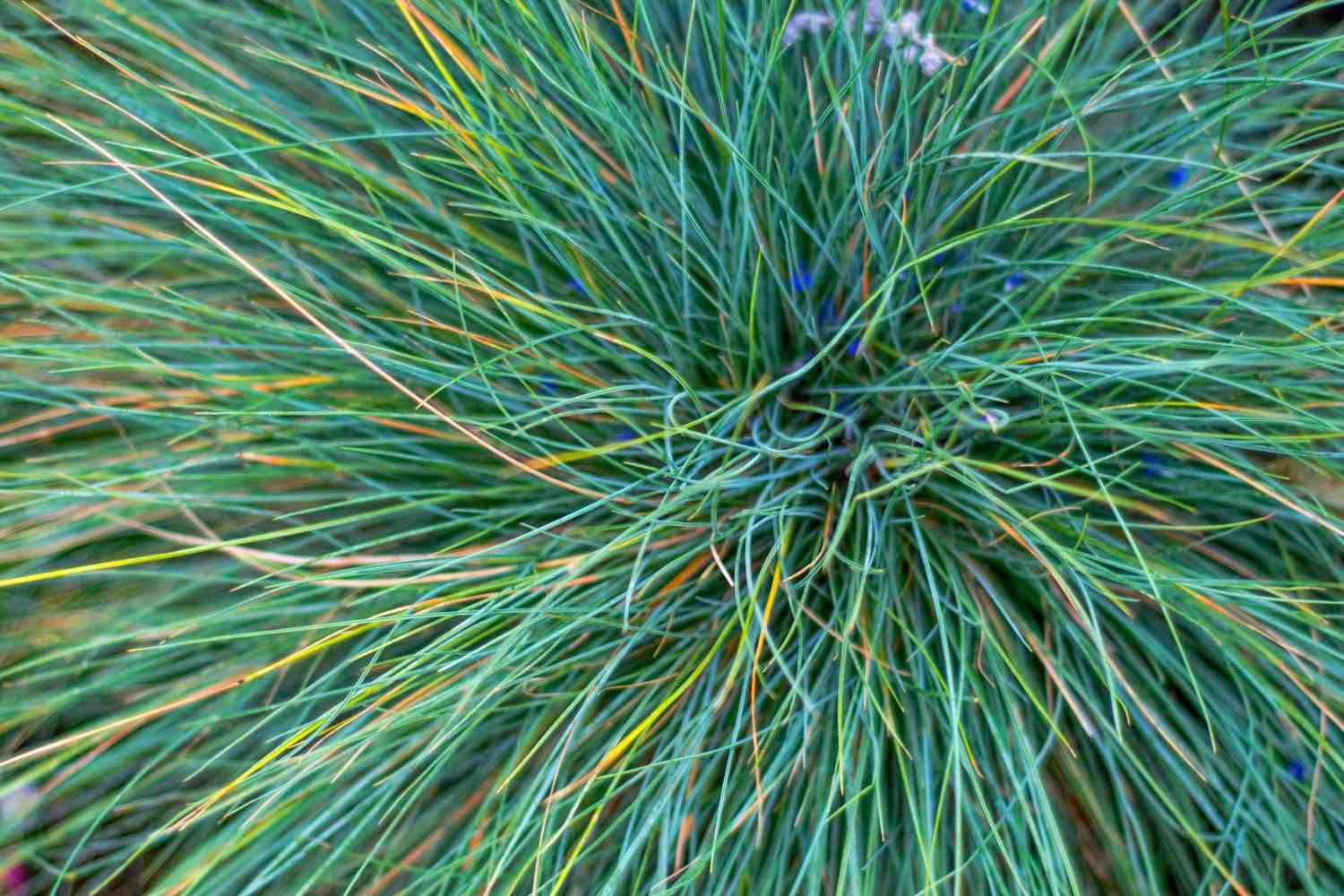 Bluestem Grasses