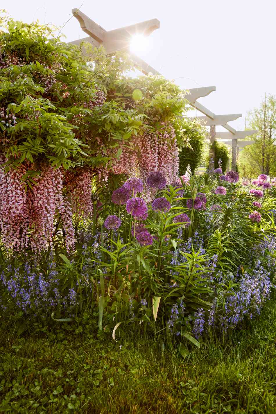 wisteria, allium, magenta, and Camassia flowers