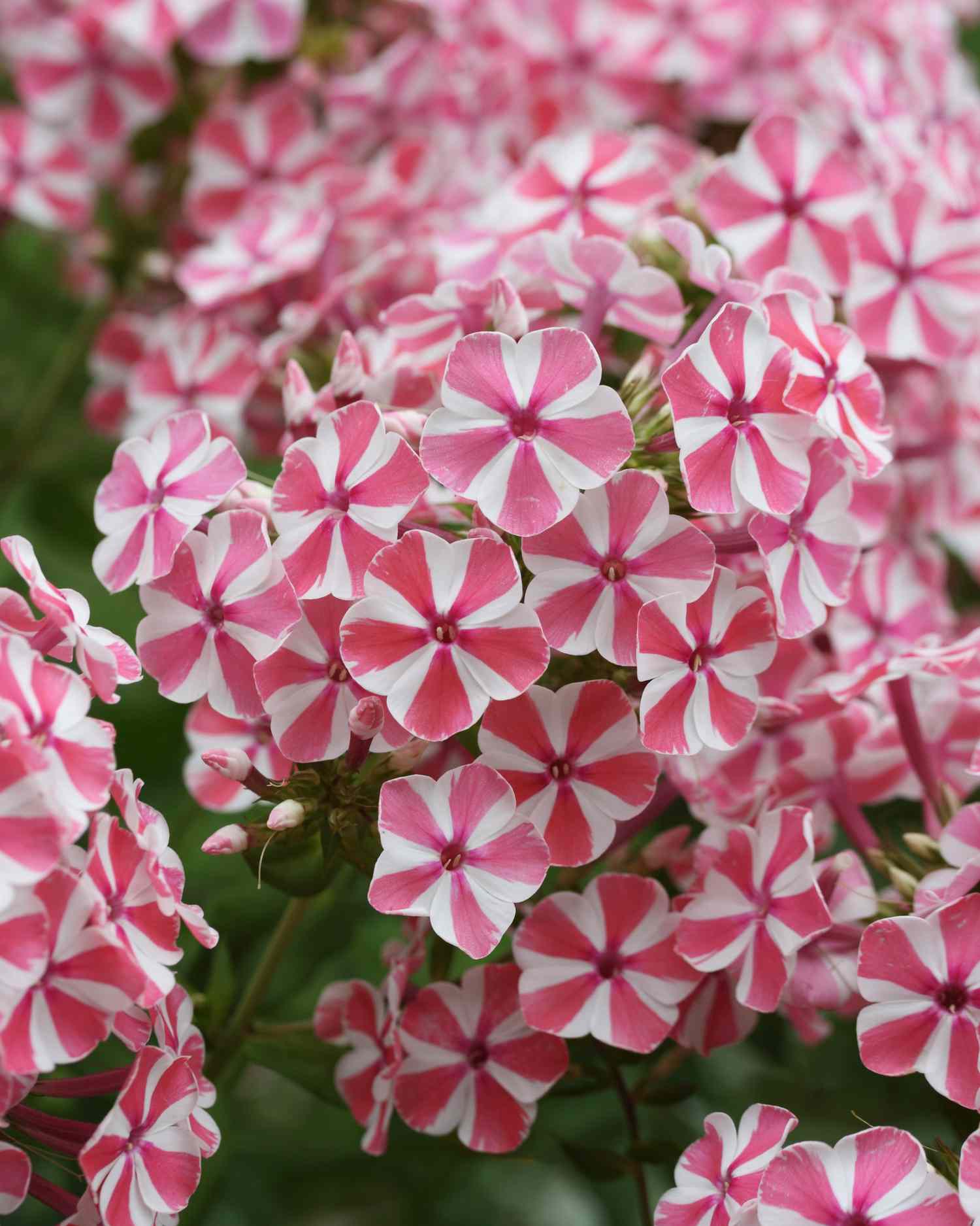 Phlox paniculata 'Peppermint Twist'