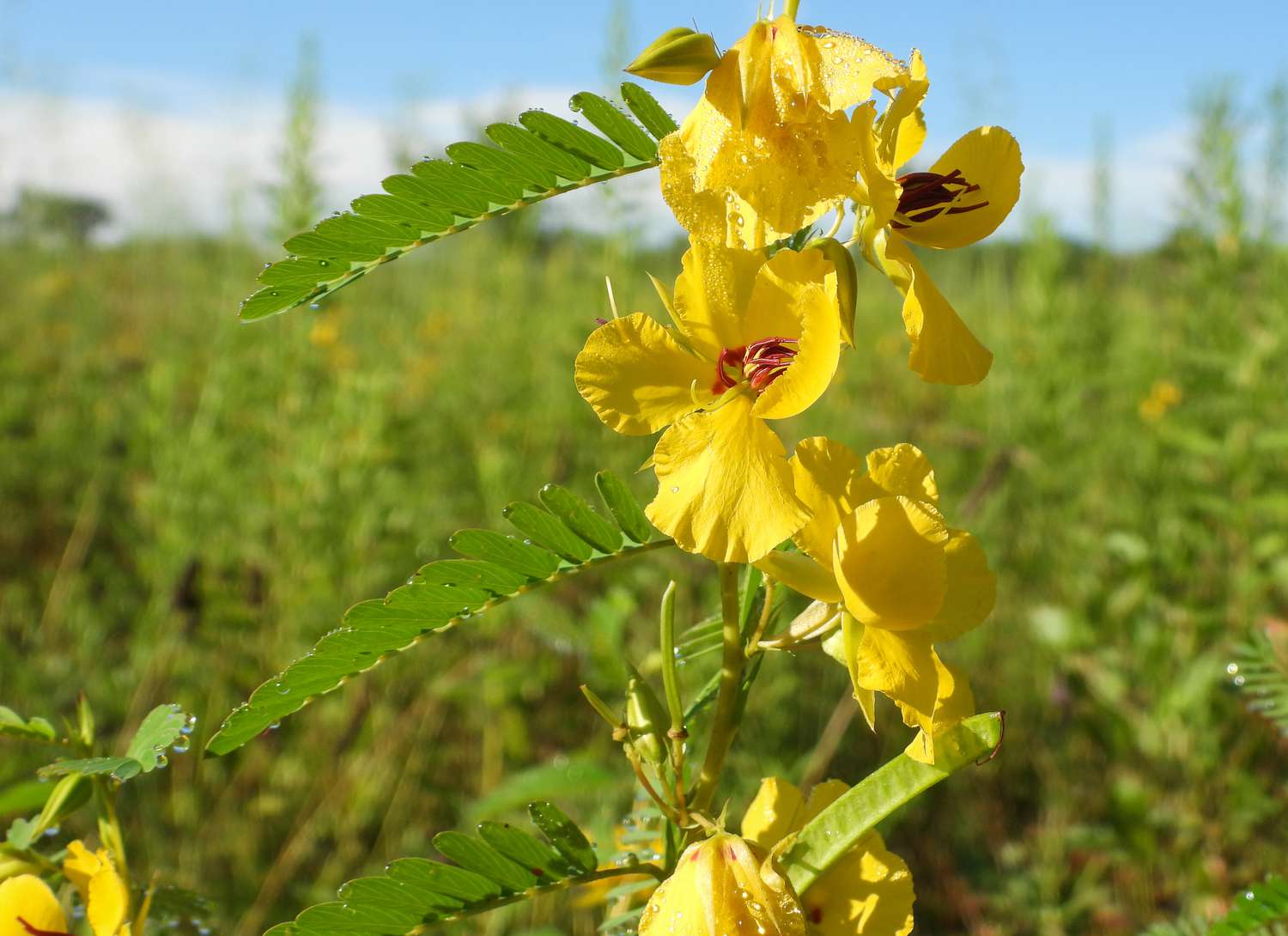 Partridge Pea plant with yellow flowers in garden