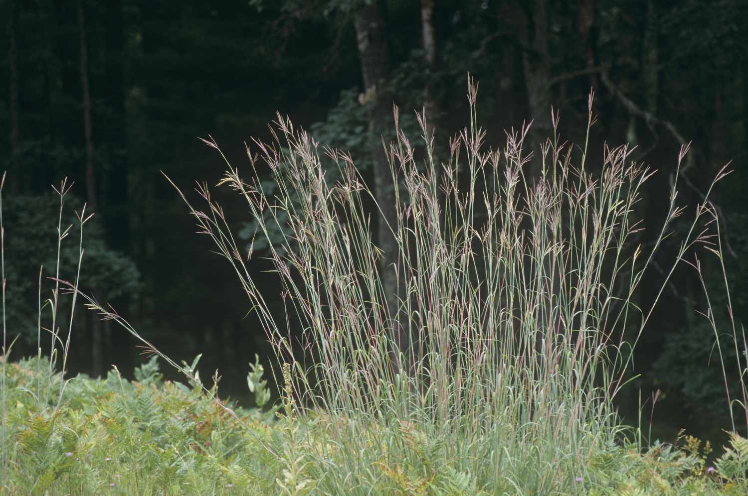 Big Bluestem Grass