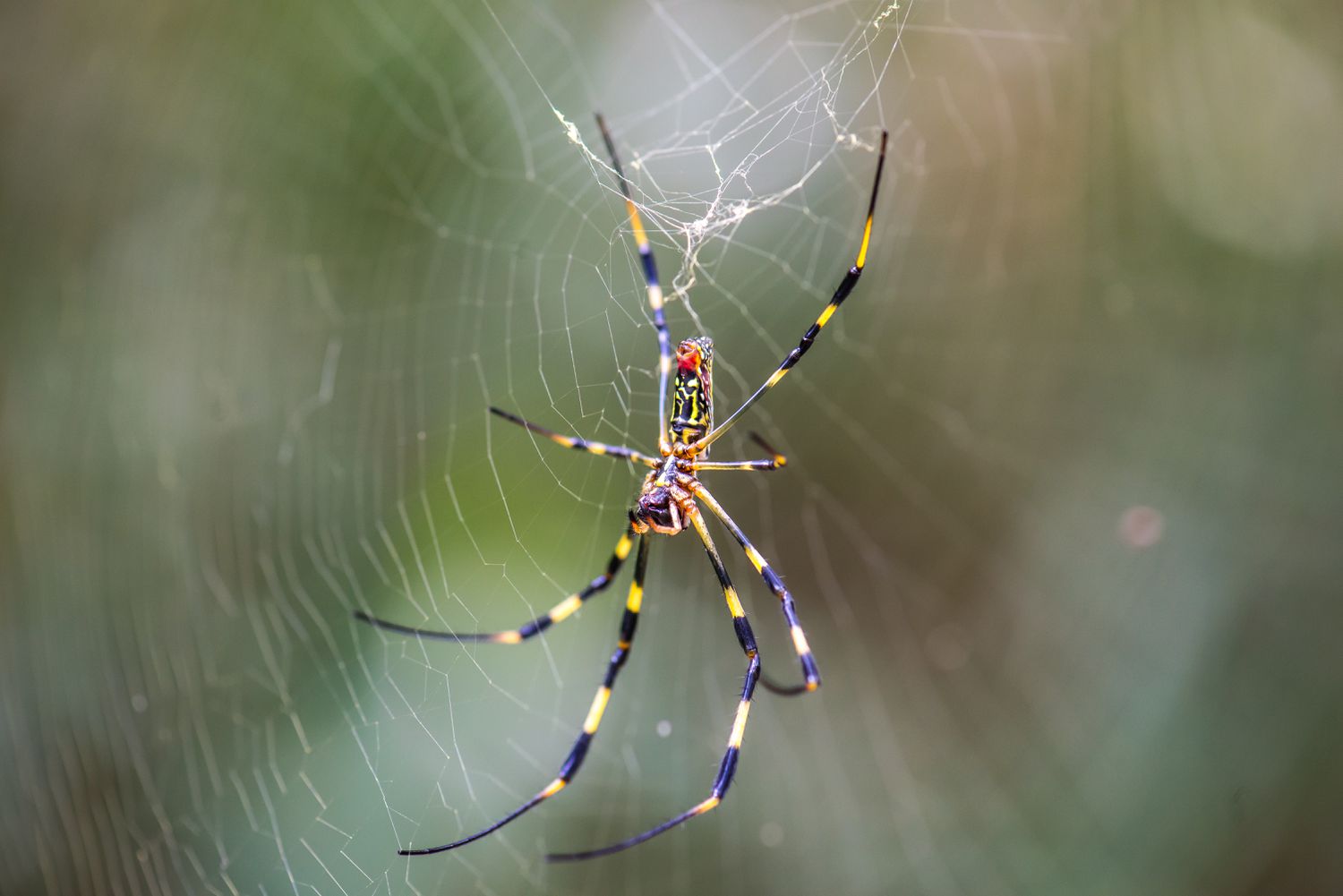 Trichonephila clavata (Joro spider) on the spider web