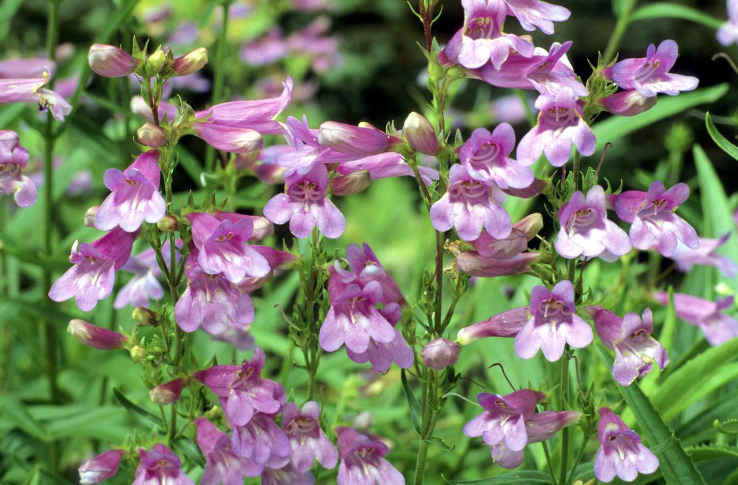 Penstemon Flowers
