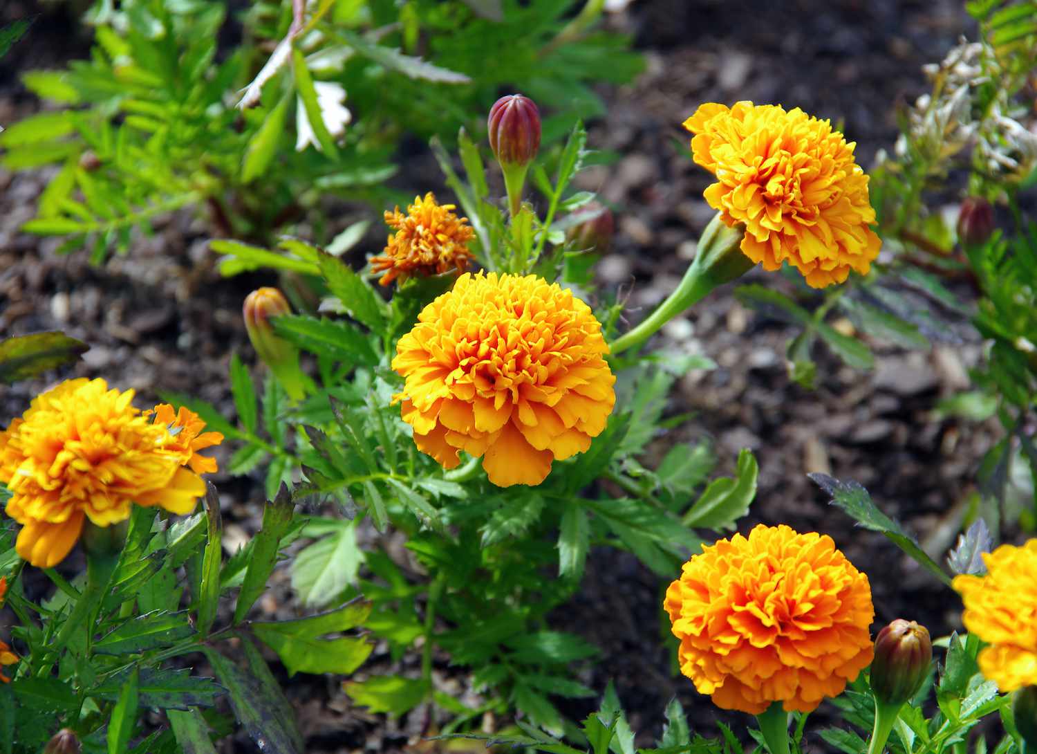 Marigolds growing in a garden