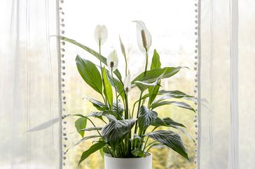 Peace lily in front of window