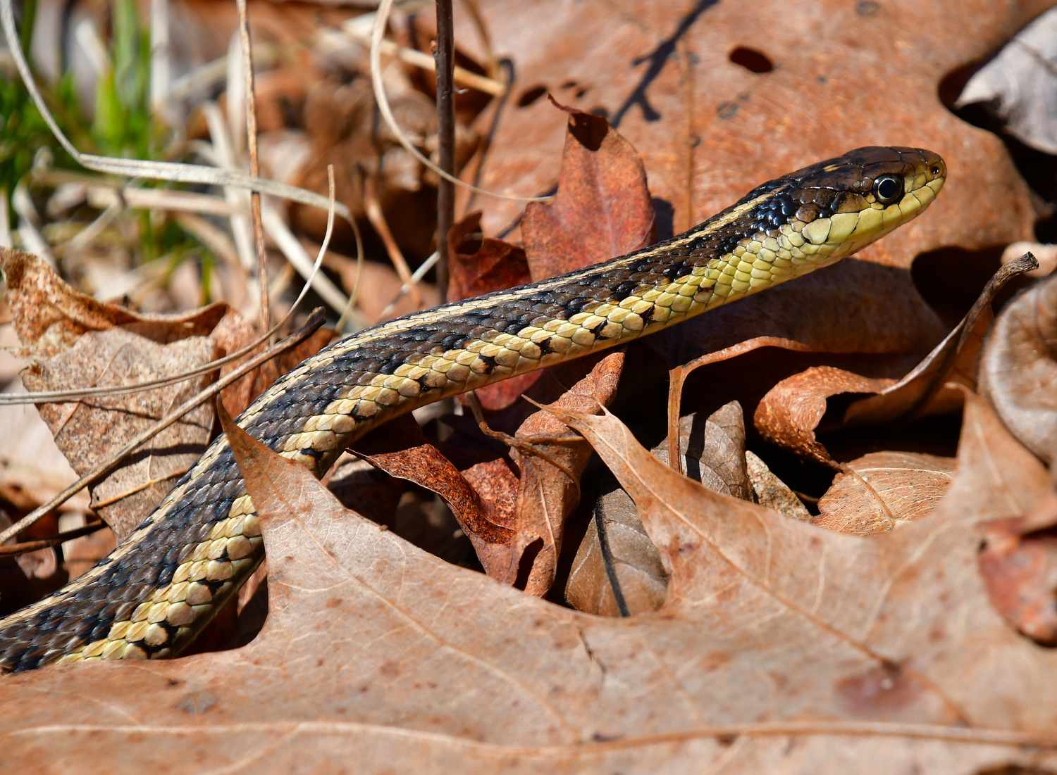 A snake slithering on dry brown leaves outdoors