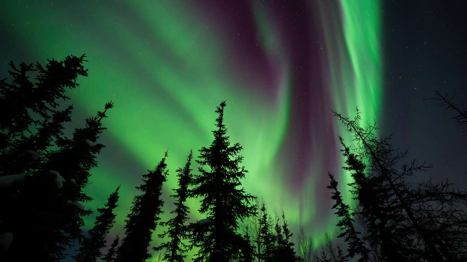 Northern lights over a forest with trees silhouetted against the vibrant aurora