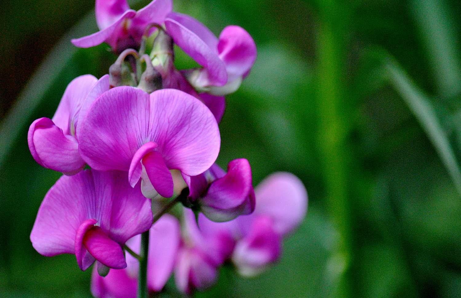 Gorgeously Vibrant Sweet Pea Flowers