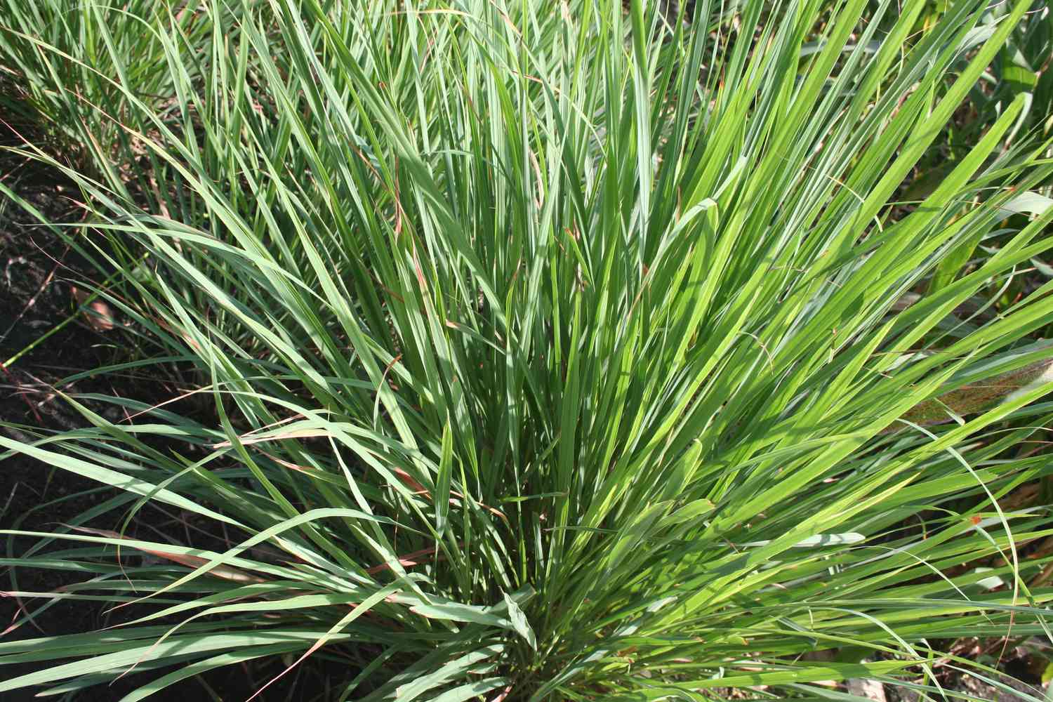 Lemongrass or Lapine or West Indian or Cymbopogon citratus were planted on the ground. It is a shrub, its leaves are long and slender green. It is an herb which was made into food and medicine.